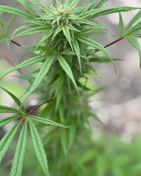 La Macoña Podcast added a new photo.