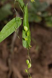 Image result for Dioscorea minutiflora