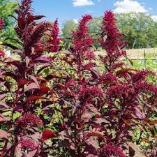 Image result for Amaranthus dubius