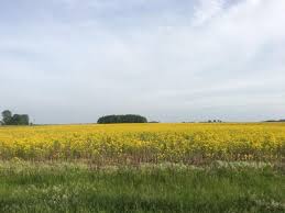 Mulch to prevent dandelions in gardens. Butterweed Can Be Toxic To Livestock