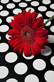 Pin By Sarah Ferrigo On Flower Flower Wallpaper Black White Red Flowers