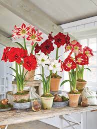 Check spelling or type a new query. Premium Amaryllis Bulbs 6 Varieties Gardener S Supply Amaryllis Bulbs Amaryllis Plant Amaryllis Flowers