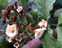 Image result for Fernandoa