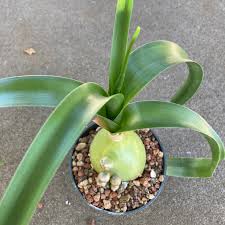 Image result for Albuca nigritana