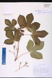 Image result for Jatropha gossypiifolia