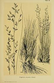 Image result for Eragrostis nindensis