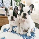 What Is a Pied French Bulldog? | Reference