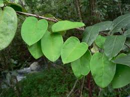 Image result for Tacazzea apiculata