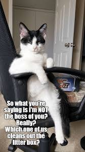 Pin By Victoria A On Everything On In 2021 Funny Animal Memes Funny Animal Jokes Cute Cat Memes