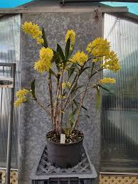 Image result for Dipcadi gracillimum