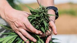 Hemp Pharm tour helps teach Tennessee police about CBD production