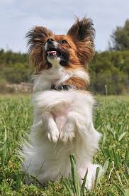 11 Dogs That Prove Small Is Powerful Papillon Dog Papillon Dog Puppy Papillon