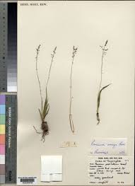 Image result for Panicum pectinellum