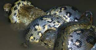 A Crocodile Getting Crushed By The Might Of The Anaconda S Muscles Giant Anaconda Anaconda Crocodiles