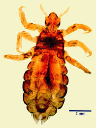 Image result for what do Mallophaga look like in dog fur