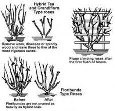 How To Prune Roses Pruning Roses Growing Roses Rose Bush