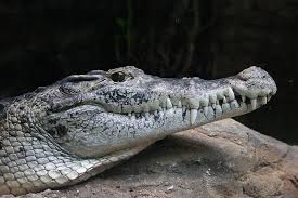 Krokodil