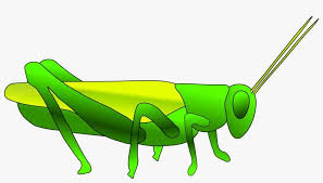 Crickets are orthopteran insects which are related to bush crickets, and, more distantly, to grasshoppers. Grasshopper Png Hd Cricket Animal Clip Art Png Image Transparent Png Free Download On Seekpng