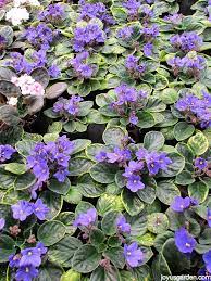 Lovethispic offers diy grow violet flowers pictures, photos & images, to be used on facebook these tropical plants, which grow outdoors only in u.s. Learning About African Violets