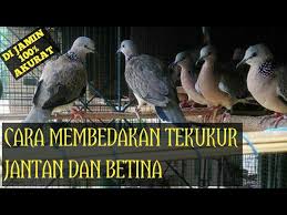 Gambar perkutut jantan dan betina. Cara Akurat Membedakan Tekukur Jantan Dan Betina Youtube