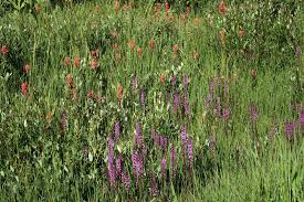Maybe you would like to learn more about one of these? Southwest Colorado Wildflowers Pedicularis Groenlandica
