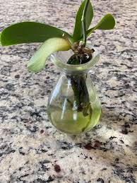 Image result for orchid cuttings