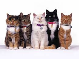 Evde Bakilabilecek Kedi Irklari Ve Ozellikleri Vetmemorial Blog