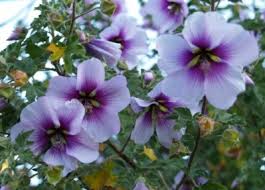 What are some of the most reviewed products in bushes? Shrubs Southern California By Jacqueline Mcgee