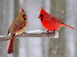 Brown Birds That Look Like Cardinals The Male Maybe Once A Day The Female Only Once 3 2 19 Cardinal Birds Red Birds Bird
