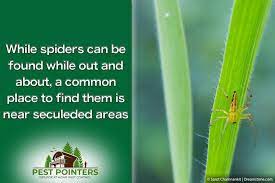 We sell professional do it yourself pest control (diy), exterminator and extermination insecticide, pesticide, chemical and bug killer treatment products to spray, eliminate. The 8 Best Outdoor Sprays For Spiders How To Use Them Pest Pointers Tips For At Home Pest Control