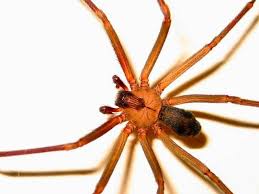 Hidalgo del parral— una trabajadora doméstica de parral sufrió la picadura una araña violinista, debido a la gravedad de su reacción al veneno del insecto tuvo que ser trasladada de urgencia a la. Como Identificar Una Arana Violinista Actitudfem