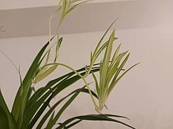 Image result for Chlorophytum sparsiflorum