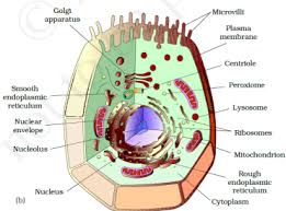 In both animals and plants, cells generally become specialized to perform certain functions. Cell Structure And Functions Class 11 Notes Biology Mycbseguide Cbse Papers Ncert Solutions