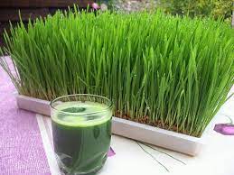 10 Things You May Not Know About Wheatgrass Wheat Grass Natural Remedies Natural Healing