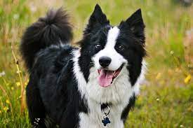 Gosi Border Collie Samoyed Collie Border Collie Border Collie Lover