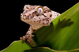 Man kann die unterhaltung mit seinem kind über die tiere bilingual gestalten, da auf der rückseite der karte das englische wort und das deutsche für dieses tier stehen. Entdecken Sie Guadeloupe Mit Bleu Pearl Karibik Pur