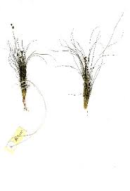 Image result for Bulbostylis trabeculata