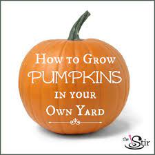 How To Grow Pumpkins In 6 Steps It S Not Too Early To Start Video Growing Pumpkins Planting Pumpkins Pumpkin Garden