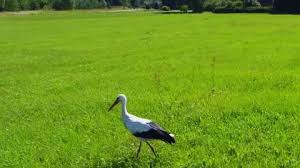 Check spelling or type a new query. Low Cut Grass Stock Footage Royalty Free Stock Videos Pond5