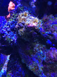 Nopox Dosing Some Observations Reef2reef Saltwater And
