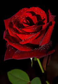 Rose By Christian Lazzaro 500px Beautiful Rose Flowers Rose Flower Pictures Beautiful Red Roses