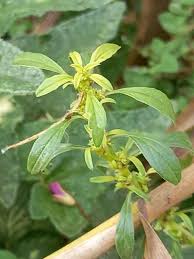 Image result for Amaranthus thunbergii