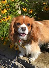 From may queen cavalier king charles. Chihuahua And Cavalier King Charles Spaniel Pets Lovers