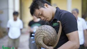 Pangolino communicates the science of pangolin conservation using art and aims to inspire public actions to save pangolins from extinction. Sospettato Per Il Covid Il Pangolino Vale Un Nobel Per L Ambiente Dire It