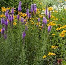 Perennial Flowers For A Stunning Design Easy To Grow Flowers Purple Perennials Flowers Perennials