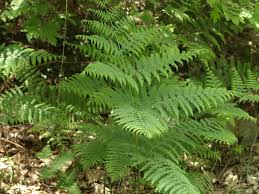 Image result for Blotiella bouxiniana