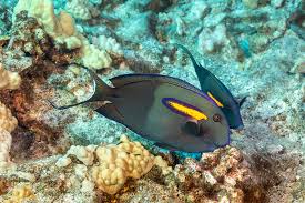 Orangeband Surgeonfish Acanthurus Olivaceus Hawaii David Fleetham Underwater Photography