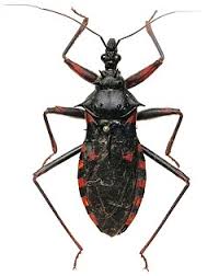 Image result for Psychotria bugoyensis