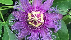 Nombres de las Flores más Exóticas del Mundo ▷➡️ Postposmo | Postposmo