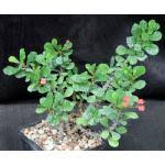 Image result for Cissus welwitschii